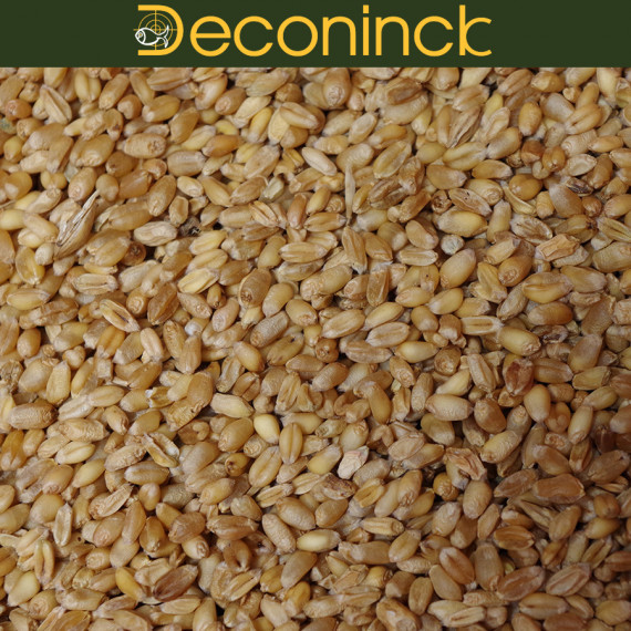 White wheat Deconinck 1