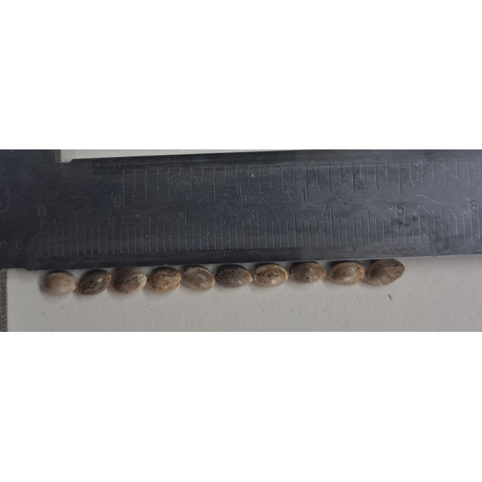 Chénevis monstre Deconinck 3kg Germination à 70% (4 à 5mm) 2